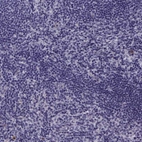 Immunohistochemical staining of human lymph node shows no positivity in non - germinal center cells as expected.