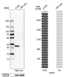 Western blot analysis in human cell lines A-549 and HEK293 using Anti-NQO1 antibody. Corresponding NQO1 RNA-seq data are presented for the same cell lines. Loading control: Anti-HSP90B1.