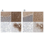 Immunohistochemical staining of human cerebellum, cerebral cortex, kidney and liver using Anti-GLUL antibody HPA007316 (A) shows similar protein distribution across tissues to independent antibody HPA007571 (B).