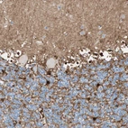 Immunohistochemical staining of human cerebellum shows strong cytoplasmic positivity in glial cells.