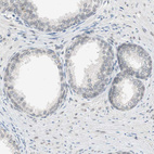 Anti-MS4A8 Antibody