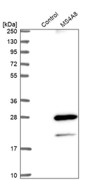 Western blot analysis in control (vector only transfected HEK293T lysate) and MS4A8 over-expression lysate (Co-expressed with a C-terminal myc-DDK tag (~3.1 kDa) in mammalian HEK293T cells, LY403116).