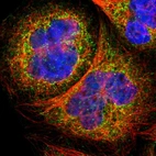 Immunofluorescent staining of human cell line A-431 shows localization to vesicles.
