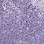 Immunohistochemical staining of human tonsil shows no positivity in non-germinal center cells as expected.