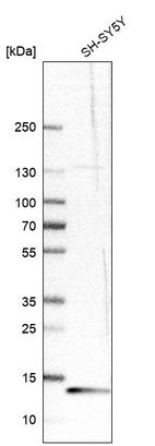 Western blot analysis in human cell line SH-SY5Y.