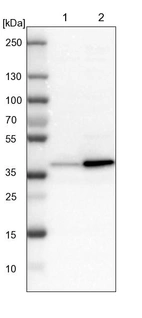 Lane 1: NIH-3T3 cell lysate (Mouse embryonic fibroblast cells)_br/_Lane 2: NBT-II cell lysate (Rat Wistar bladder tumour cells)