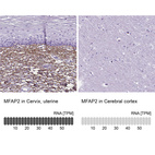 Anti-MFAP2 Antibody