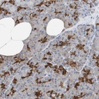 Anti-ANXA4 Antibody