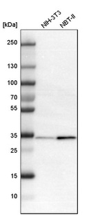 Western blot analysis in mouse cell line NIH-3T3 and rat cell line NBT-II.
