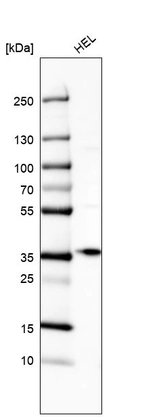 Western blot analysis in human cell line HEL.