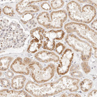 Anti-FAM20B Antibody