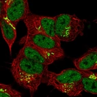 Immunofluorescent staining of human cell line SH-SY5Y shows localization to nucleoplasm & the Golgi apparatus.