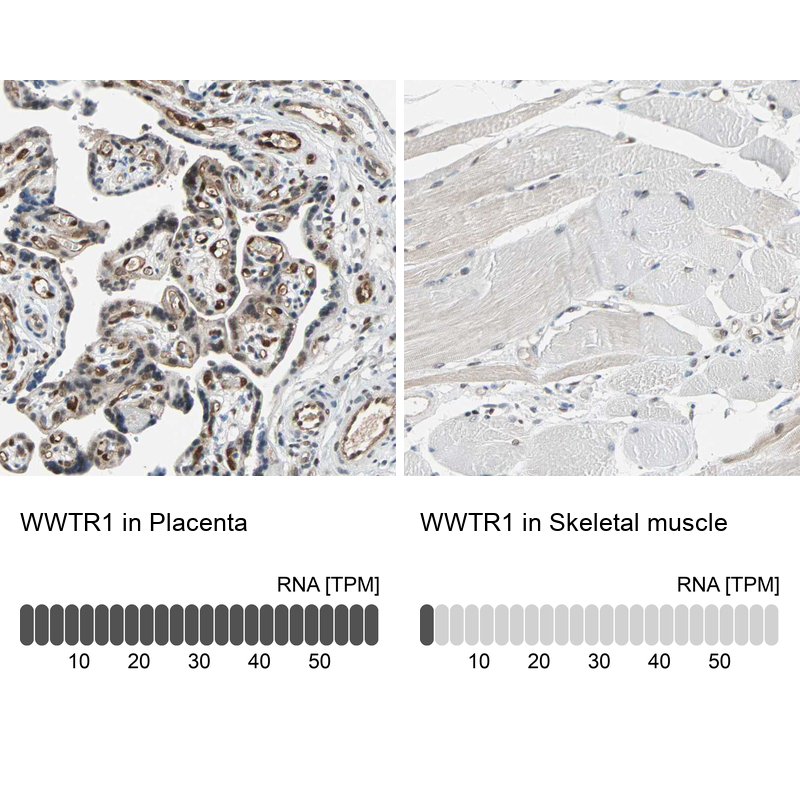Anti-WWTR1 Antibody
