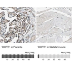 Anti-WWTR1 Antibody