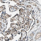 Immunohistochemical staining of human placenta shows moderate to strong nuclear positivity in endothelial cells.