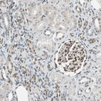 Immunohistochemical staining of human kidney shows moderate nuclear positivity in glomerular cells and a subset of cells in distal tubules.
