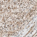 Anti-WWTR1 Antibody