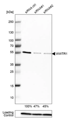 Western blot analysis in EFO-21 cells transfected with control siRNA, target specific siRNA probe #1 and #2, using Anti-WWTR1 antibody. Remaining relative intensity is presented. Loading control: Anti-PPIB.