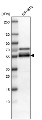 Western blot analysis in mouse cell line NIH-3T3.