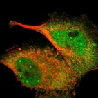 Immunofluorescent staining of human cell line U-251 MG shows localization to nucleoplasm, nuclear bodies & cytosol.