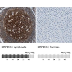 Anti-MAP4K1 Antibody