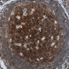 Immunohistochemical staining of human lymph node shows positivity in germinal center cells.