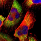 Immunofluorescent staining of human cell line U-251 MG shows localization to cytosol.