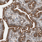 Immunohistochemical staining of human Small intestine shows strong cytoplasmic positivity in glandular cells.