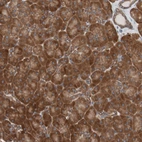 Immunohistochemical staining of human Pancreas shows strong cytoplasmic positivity in exocrine glandular cells.