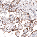 Anti-TSPAN13 Antibody