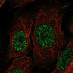 Immunofluorescent staining of human cell line U-2 OS shows localization to nucleus.