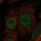 Immunofluorescent staining of human cell line U-2 OS shows localization to nucleus.