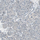 Immunohistochemical staining of human pancreas shows no positivity in exocrine glandular cells as expected.