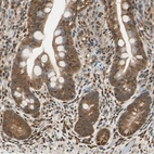 Immunohistochemical staining of human small intestine shows moderate cytoplasmic positivity in glandular cells.