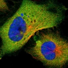 Immunofluorescent staining of human cell line U-251 MG shows localization to plasma membrane & cytosol.