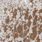 Immunohistochemical staining of human stomach shows strong cytoplasmic positivity in glandular cells.