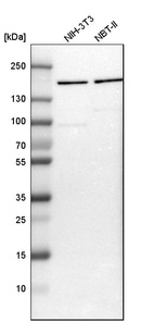 Western blot analysis in mouse cell line NIH-3T3 and rat cell line NBT-II.