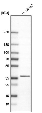 Western blot analysis in human cell line U-138MG.