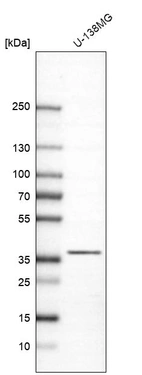 Western blot analysis in human cell line U-138MG.