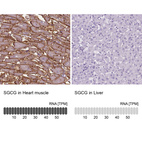 Anti-SGCG Antibody