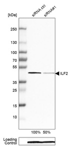 Anti-ILF2 Antibody