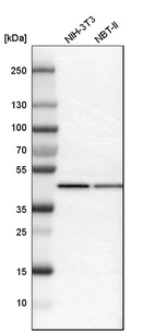 Western blot analysis in mouse cell line NIH-3T3 and rat cell line NBT-II.