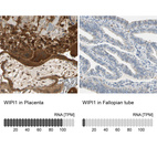 Anti-WIPI1 Antibody