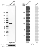 Western blot analysis in human cell lines SK-MEL-30 and HeLa using Anti-WIPI1 antibody. Corresponding WIPI1 RNA-seq data are presented for the same cell lines. Loading control: Anti-COX4I1.