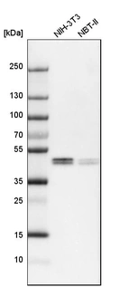 Western blot analysis in mouse cell line NIH-3T3 and rat cell line NBT-II.