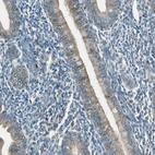 Immunohistochemical staining of human endometrium shows moderate cytoplasmic positivity in glandular cells.