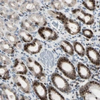 Immunohistochemical staining of human stomach shows strong nuclear positivity in glandular cells.