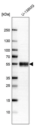 Western blot analysis in human cell line U-138MG.