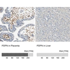 Anti-PDPN Antibody