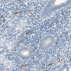 Immunohistochemical staining of human endometrium shows moderate membranous positivity in endothelium of lymphatic vessels.
